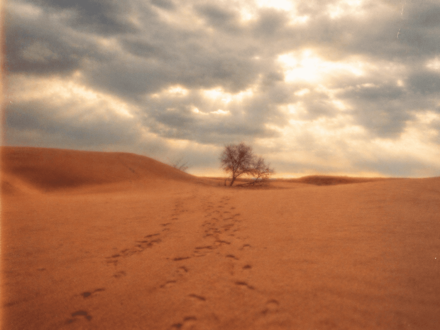 Footprints across sand dunes toward a lone tree under a cloudy sky.